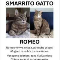 Gatto smarrito a Venegono Inferiore