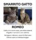 Gatto smarrito a Venegono Inferiore