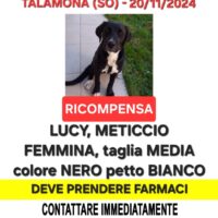 Mercoledì 20/11/2024 smarrito cagnolina Lucy di 8 mesi, nera a pelo corto con macchia bianca