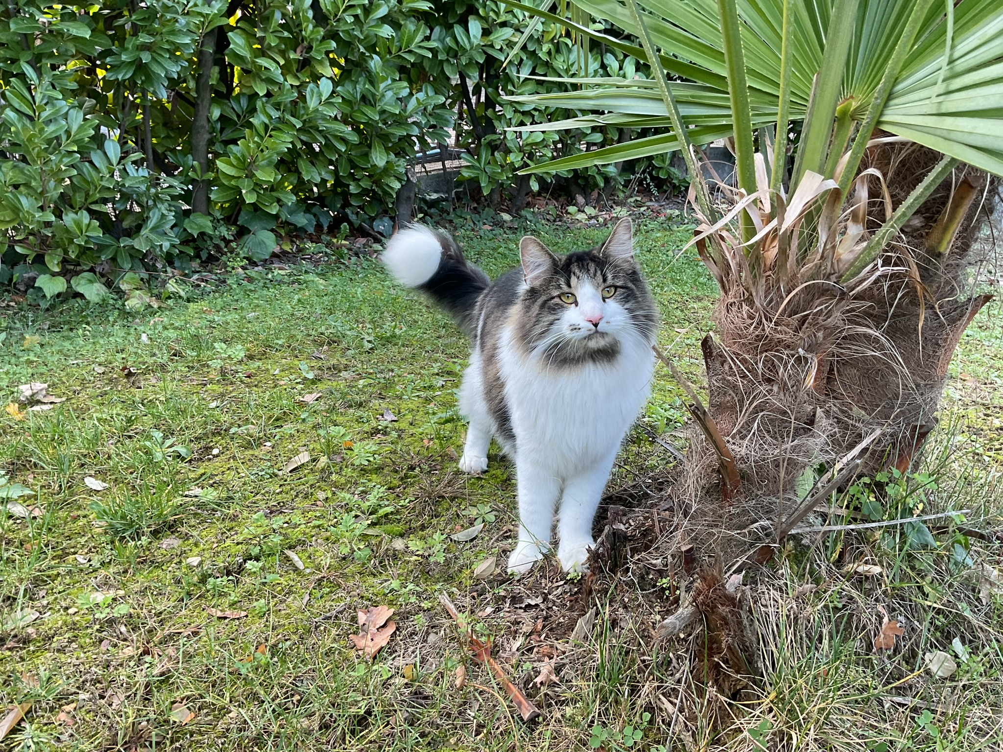 Sabato 30 novembre smarrito gatto norvegese di nome Olaf di un anno e mezzo