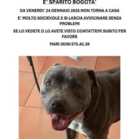 Cane scomparso amstaff maschio, taglia media, colore grigio e bianco.