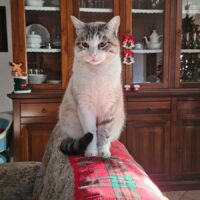 Scomparso un gatto maschio di nome Pepe in zona Bizzozzero