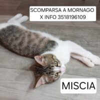 Scomparsa a mornago-VA-IL 3/02/2025