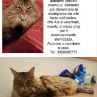 Scomparso gatto norvegese delle foreste di nome Thor