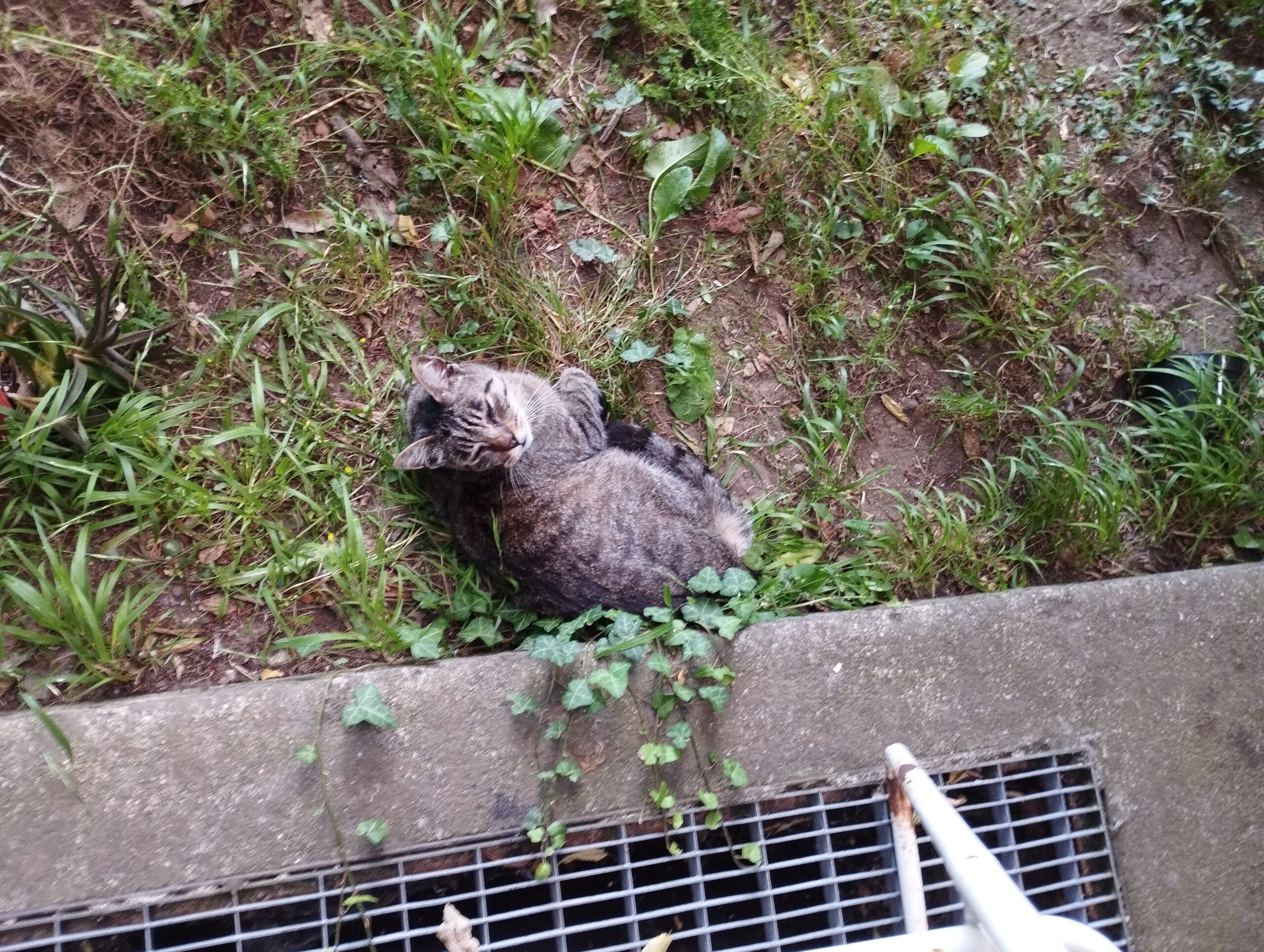 Smarrito gatto tigrato scuro di nome Bruno