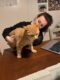 Smarrito gatto arancio, maschio di circa 5 mesi