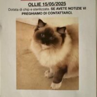 scomparsa di una giovane gatta ragdoll smarrita a busto arsizio