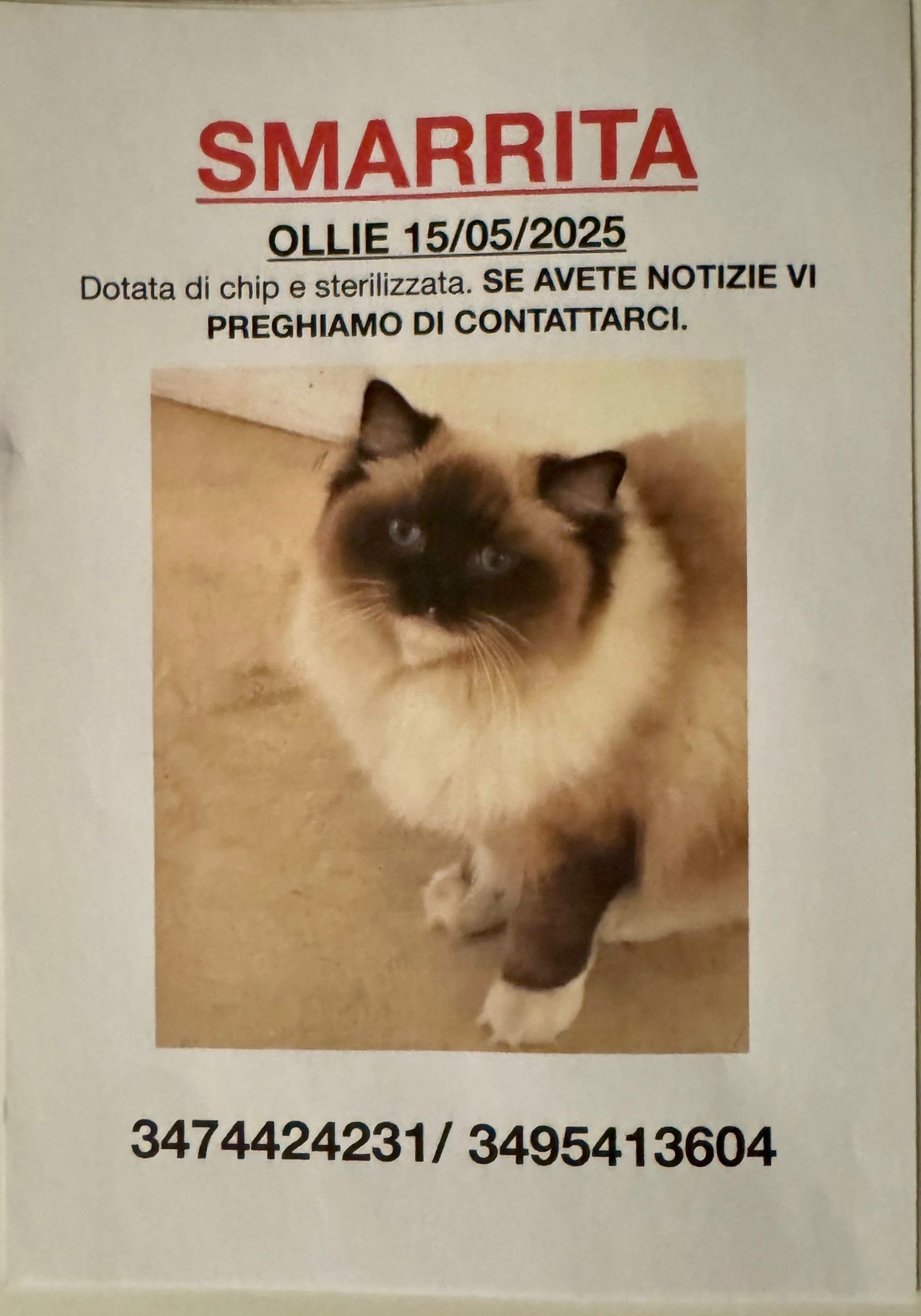 scomparsa di una giovane gatta ragdoll smarrita a busto arsizio