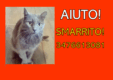 Smarrimento/Rapimento Gatto maschio, 12 anni, completamente grigio, occhi gialli, no microchip.