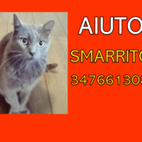 Smarrimento/Rapimento Gatto maschio, 12 anni, completamente grigio, occhi gialli, no microchip.