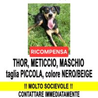 Scomparsa cagnolino Thor , un meticcio di 6,5 kg di 8 mesi nero focato più parti bianche loc.Stradella (PV)