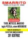 Scomparsa cagnolino Thor , un meticcio di 6,5 kg di 8 mesi nero focato più parti bianche loc.Stradella (PV)