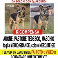 cane Adone smarrito a Como il 14/06/2025
