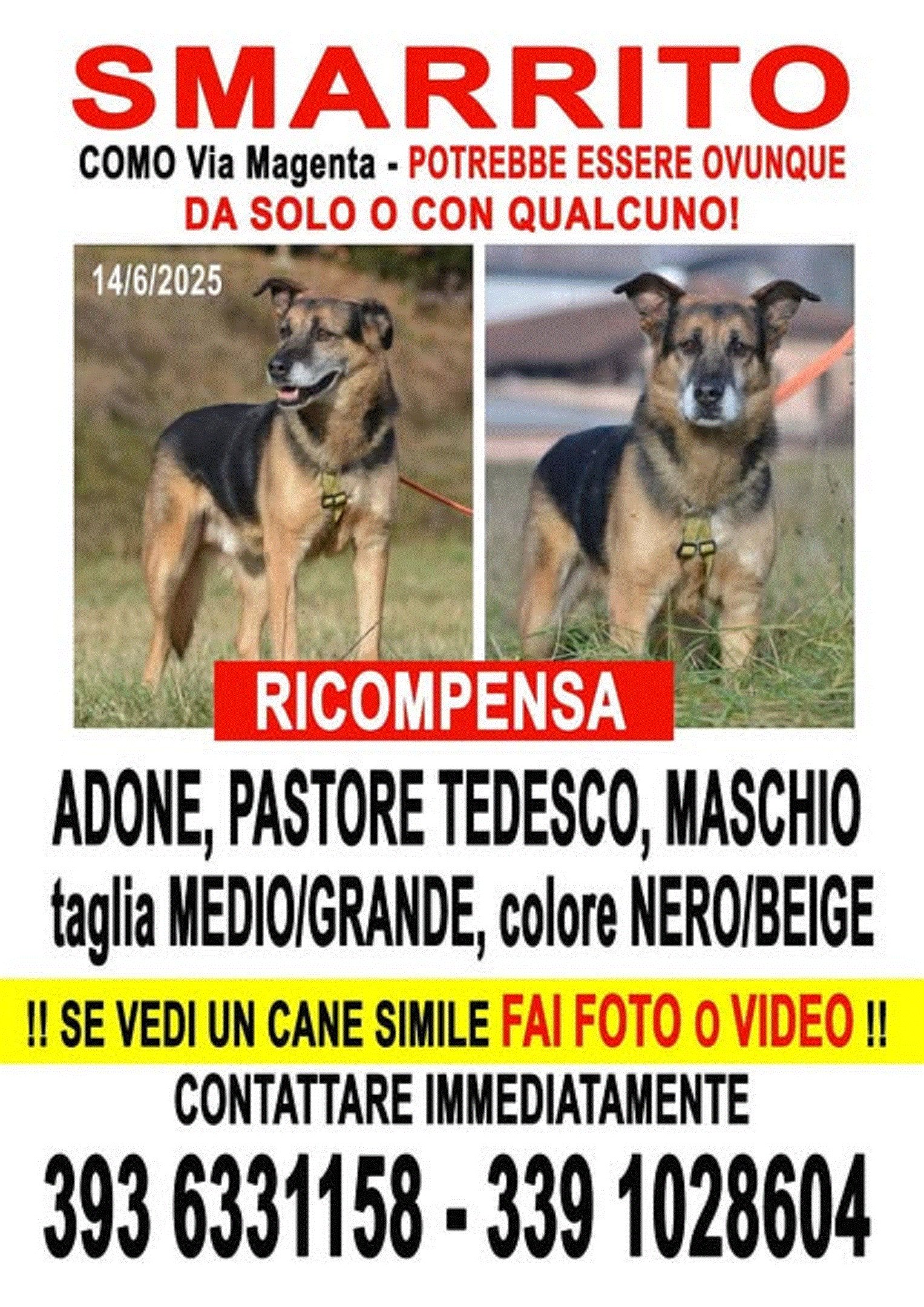 cane Adone smarrito a Como il 14/06/2025