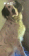Smarrito un Setter Inglese, maschio, con collare blu e microchip n. 380260044304837