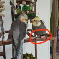 Calopsita smarrita, Aiutateci a ritrovare Leo