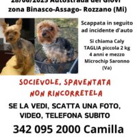 zona autostrada dei Giovi tra binasco e il casello di Milano (tangenziale ovest) il nostro cagnolino
