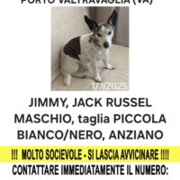 Smarrito cane Jimmy ,Jack Russel