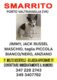 Smarrito cane Jimmy ,Jack Russel