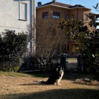 Cane scappato dal cancello rimasto aperto
