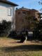Cane scappato dal cancello rimasto aperto