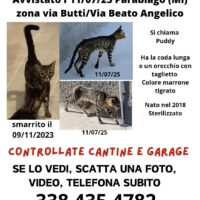Smarrito gatto zona Parabiago l'11/07/25