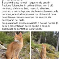 GATTO SMARRITO - PROBABILE FURTO