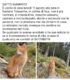 GATTO SMARRITO - PROBABILE FURTO