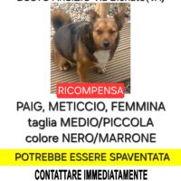 stiamo cercando una cagnolina scomparsa a Busto Arsizio/Sacconago (VA)