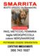 stiamo cercando una cagnolina scomparsa a Busto Arsizio/Sacconago (VA)