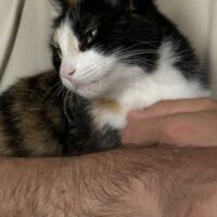 GATTA PERDUTA A GALLARATE CENTRO! Nome: Atena