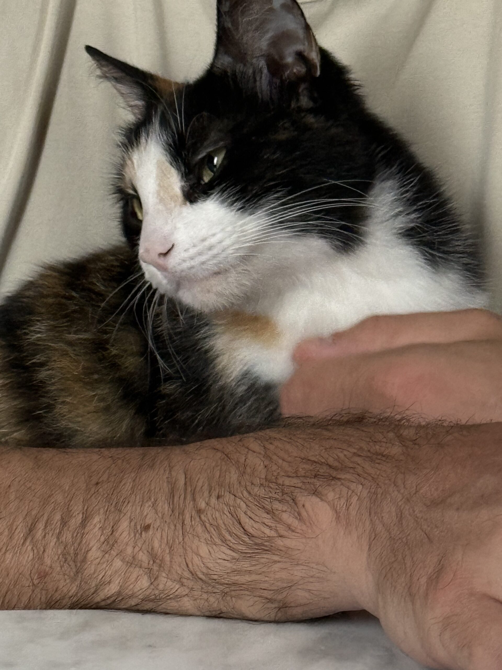 GATTA PERDUTA A GALLARATE CENTRO! Nome: Atena