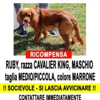 scomparso da Busto Arsizio zona Via Gavinana un cane di razza cavalier king