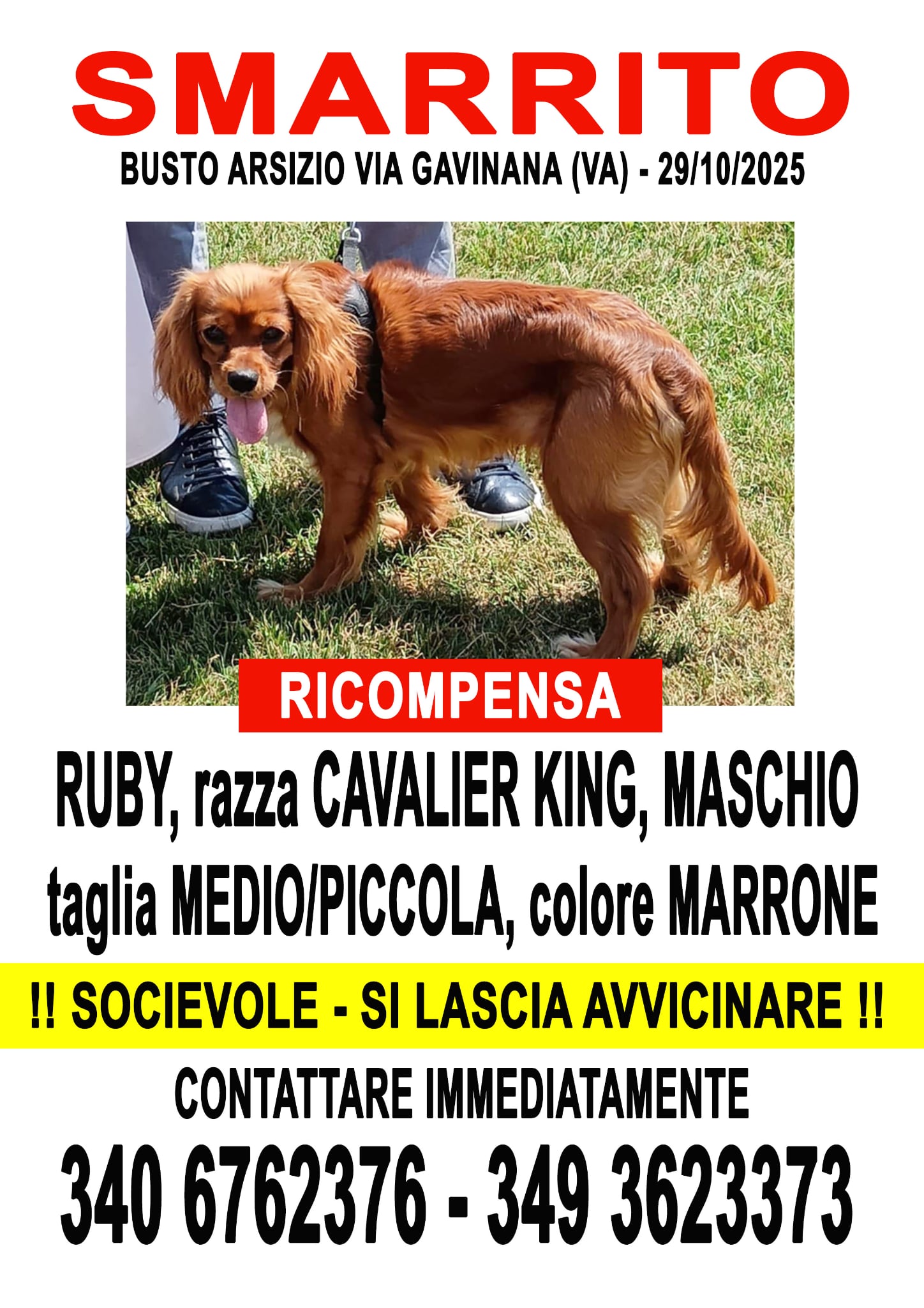 scomparso da Busto Arsizio zona Via Gavinana un cane di razza cavalier king