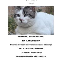 Gatto smarrito