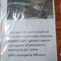 dal cortile condominiale e' scomparso (certamente rubato) il mio cucciolo di bengala