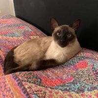 Annuncio Scomparsa di Pablo Vanerio - gatto maschio siamese di 3 anni in zona GAVIRATE