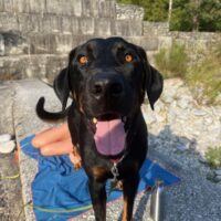 Smarrito cane zona Vergiate Golasecca nome Mogly taglia media