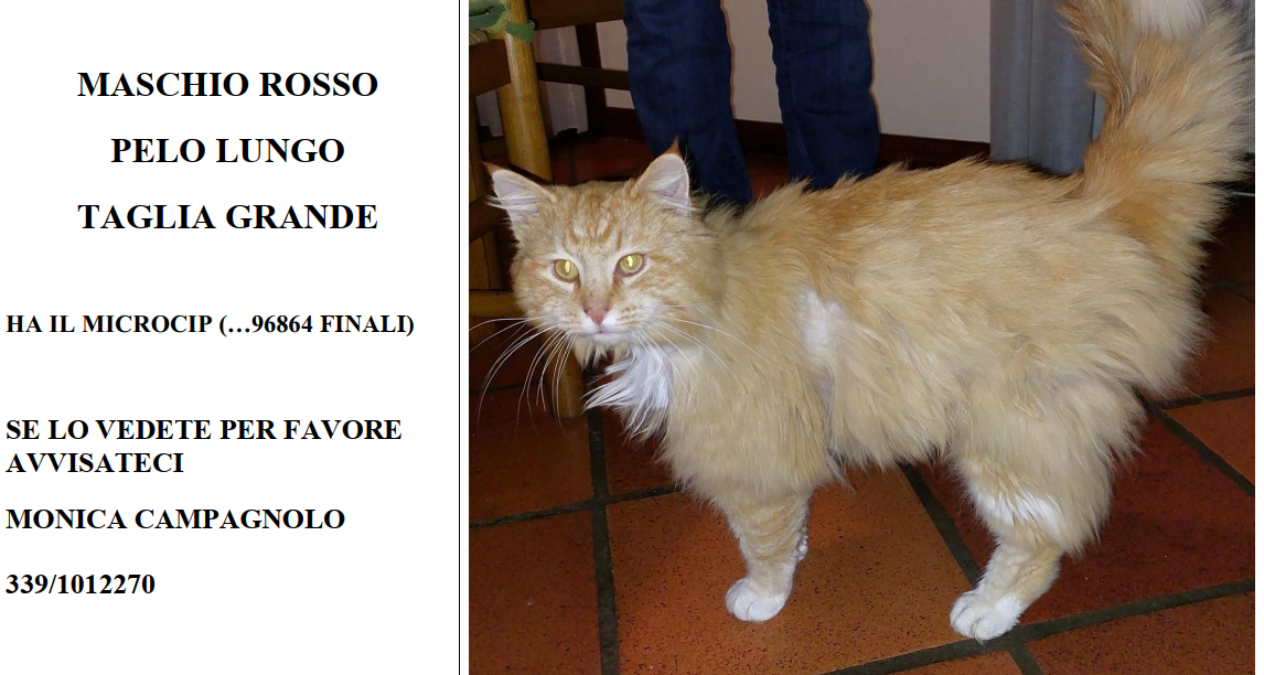 Smarrimento di un grosso gatto rosso a pelo lungo