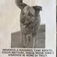 Smarrito cane Trilly a Masnago