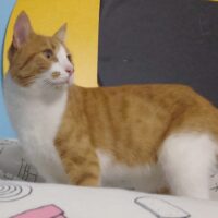 Smarrimento a Casale Litta del mio gatto, di nome Arturo