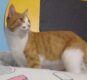 Smarrimento a Casale Litta del mio gatto, di nome Arturo