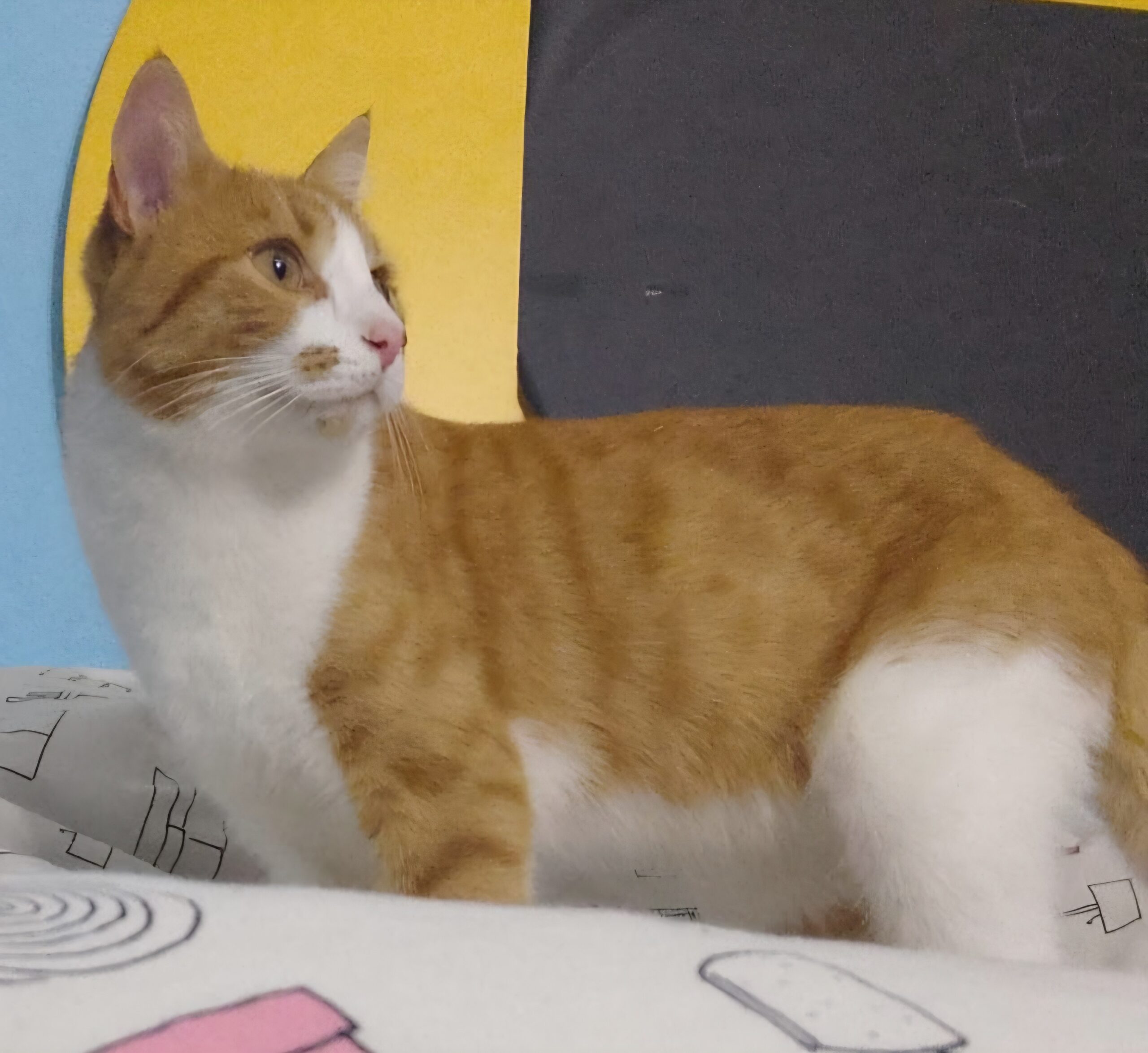 Smarrimento a Casale Litta del mio gatto, di nome Arturo
