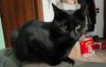 Smarrito gatto Sirius