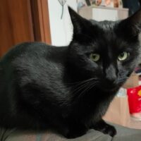 Smarrito gatto Sirius