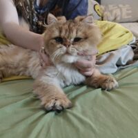 Ritrovamento di un gatto nel comune di Buguggiate
