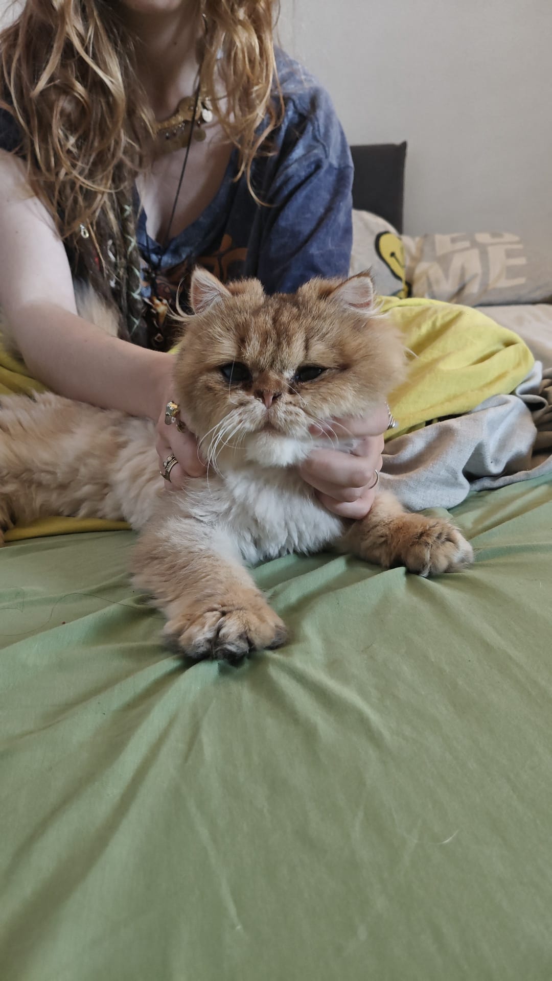 Ritrovamento di un gatto nel comune di Buguggiate