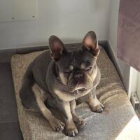 Smarrimento /furto cane KIRA