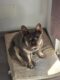 Smarrimento /furto cane KIRA