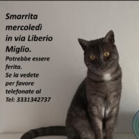 Appello Gatta smarrita Bellinzago Novarese